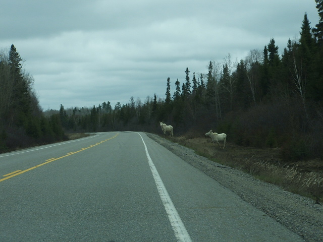 Two Albino Moose