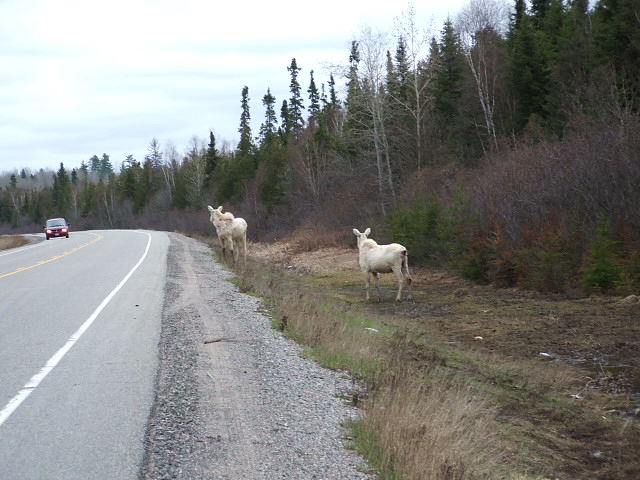 Two Albno Moose Calf