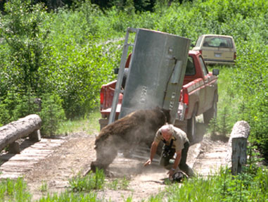 Ranger trying to escape from bear