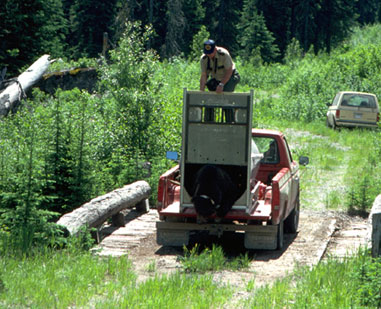 Releasing Bear