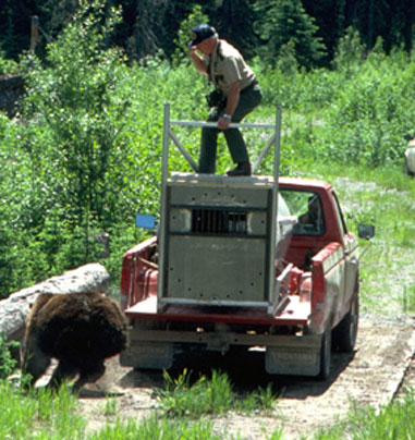 Bear Walking around Truck