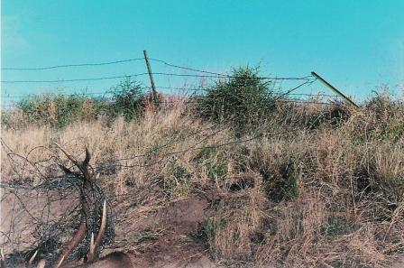 Locked Elk in wire