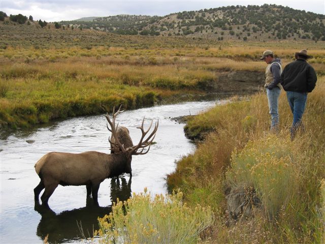 Elk Locked together