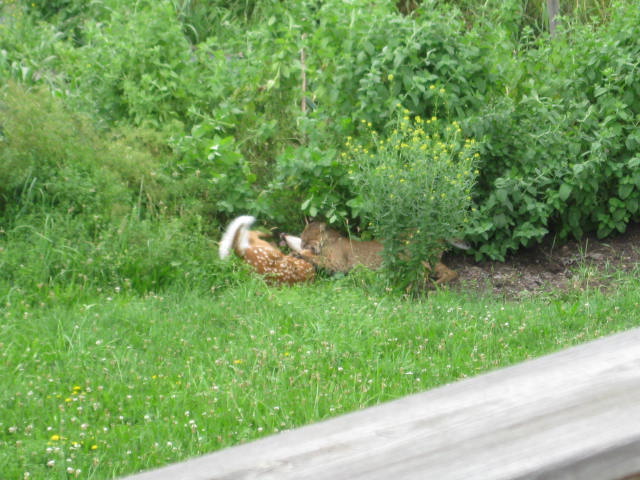 Two Albino Moose