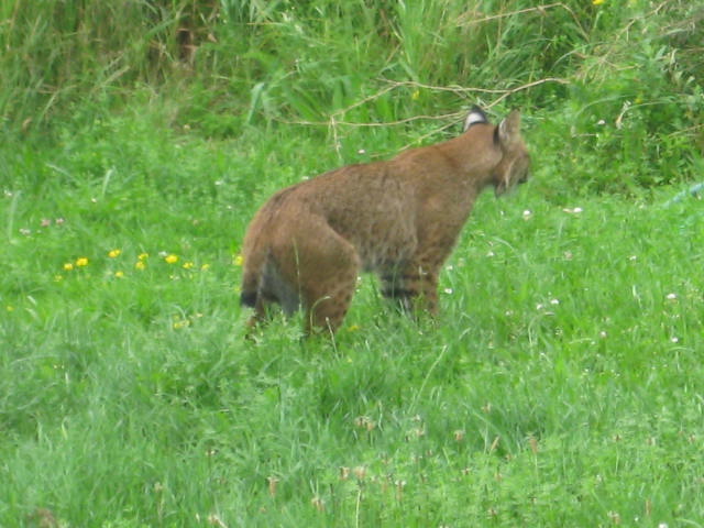 Two Albno Moose Calf