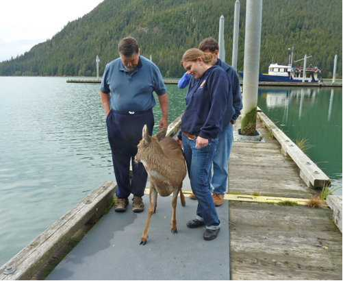 Sitka on Dock